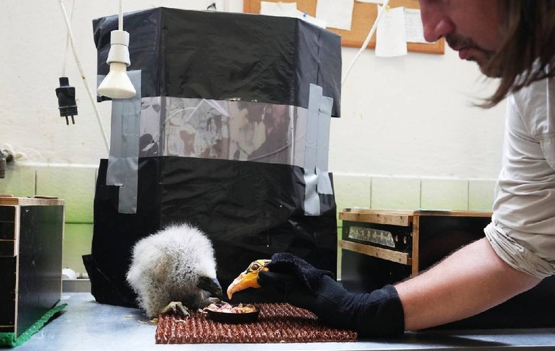 Puii de vultur orfani și excluși sunt momiți de îngrijitorii de la Zoo să mănânce cu ajutorul teatrului de păpuși