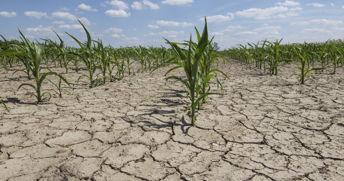 Ministerul Agriculturii va aloca peste un miliard de lei pentru despăgubirea fermierilor afectaţi de secetă