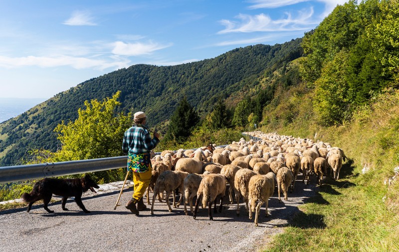 Transhumanța - ce este.  Istorie și tradiții