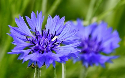 Albăstrea - Centaurea cyanus