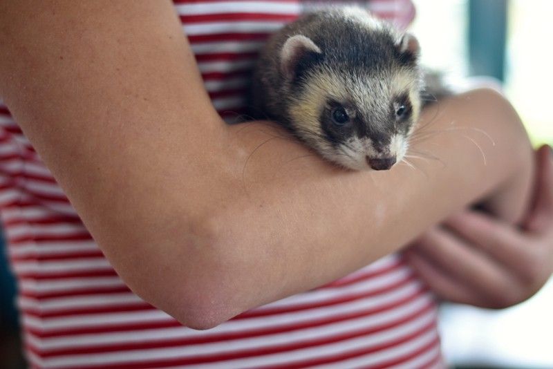 Dihorul domestic poate fi și animal de companie