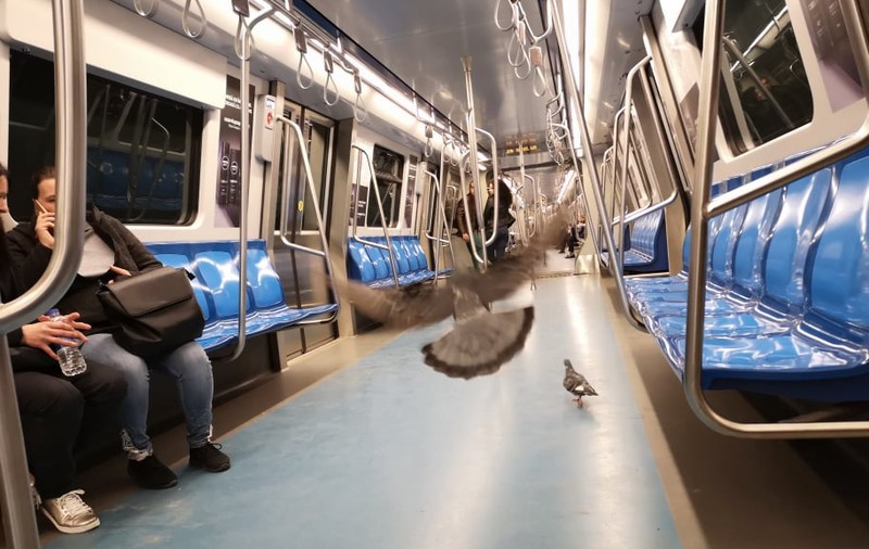 FOTO | Porumbeii se plimbă cu metroul în București!