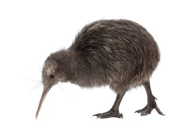 Pasărea Kiwi