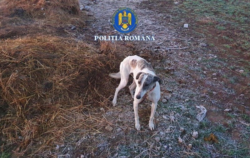 Șapte ogari au fost ținuți în condiții foarte proaste în Brăila: bărbații care-i foloseau la vânătoare, amendați cu 30.000 de lei