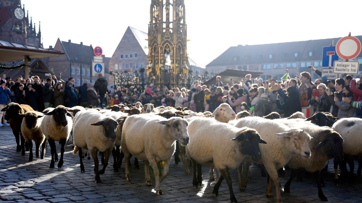 Spectatorii fotografiază procesiunea anuală a oilor în centrul orașului Nürnberg. O turmă de aproximativ 600 de oi se îndreaptă spre pășunile de iarnă sub conducerea păstorului Thomas Gackstatter.