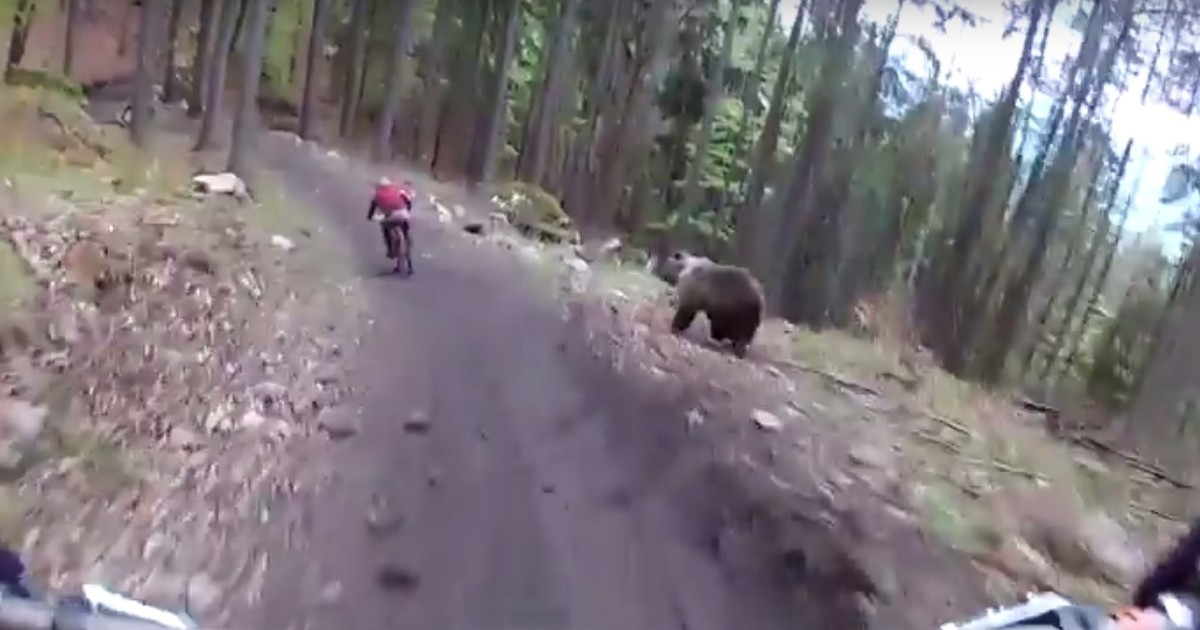 Un urs a speriat de moarte doi cicliști. Jivina a ieșit în calea rutierilor și i-a alergat!