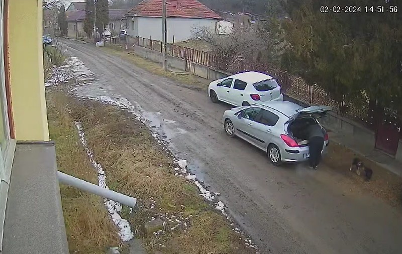 Bărbat filmat când scoate din portbagaj trei pui de câine și îi abandonează, într-o comună din Cluj. Poliția îl caută | VIDEO