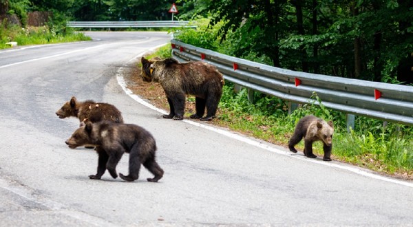 O ursoaică cu puii ei în Carpații din România