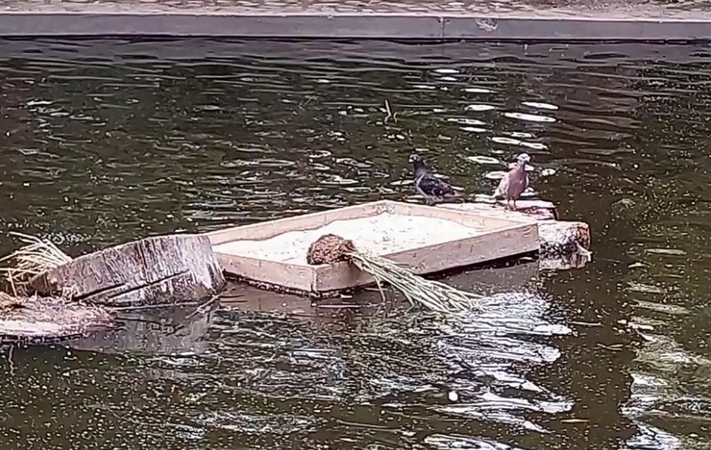 Tineri filmați când aruncă răsaduri de flori în rațele din iazul amenajat în Parcul Kiseleff