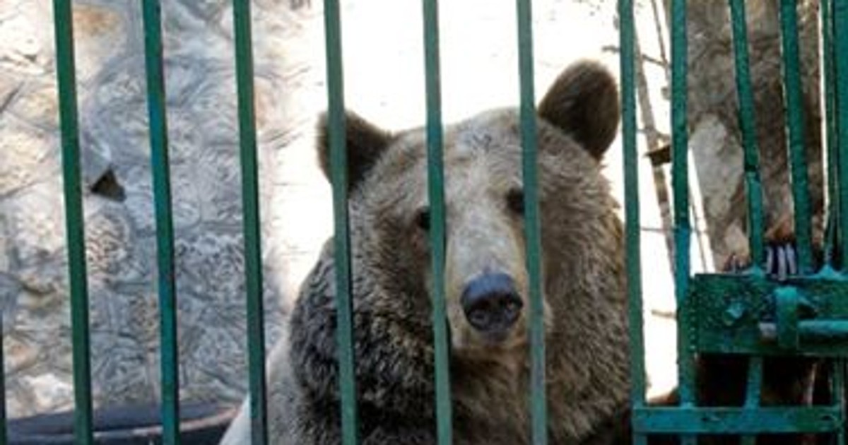Ursoaica tristă de la Zoo Piatra Neamţ va ajunge la Rezervaţia de urşi de la Zărneşti. Anca a trăit 24 de ani chinuită într-o cușcă