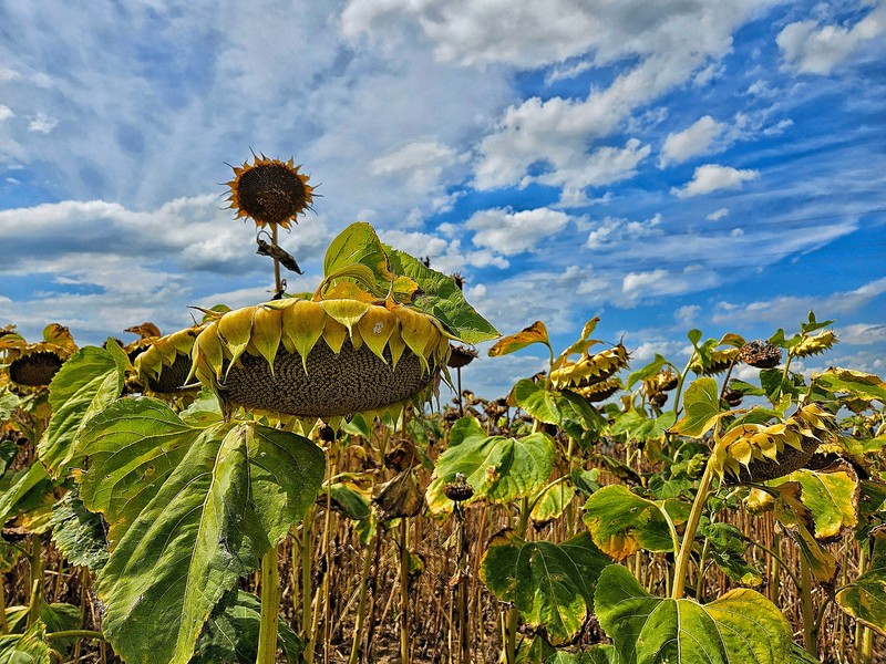 sunflowers before harvest against the background of the sky. harvest. food security. agriculture. Romania, Iasi. August 3, 2024.