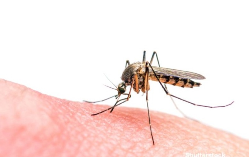Primele cazuri de infestări cu virusul Zika în Europa de la țânțari de-ai locului! Până acum, boala era „importată” de pe alte continente