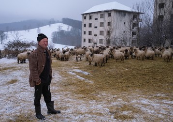Ciobanul Ion Taban cu turma de oi, „la cucurigu”