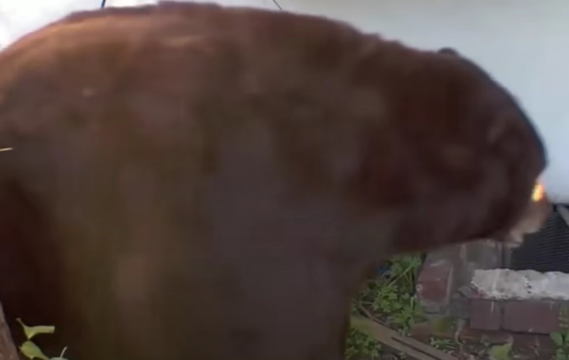 „E un coșmar”: un bărbat trăiește de o lună cu un urs care și-a făcut culcuș sub casa lui I VIDEO