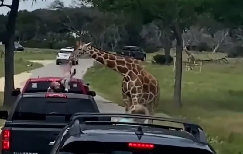 „Ne-a stat inima!”. Girafa ridică o fetiță de 2 ani din mașină, într-un safari în SUA | VIDEO
