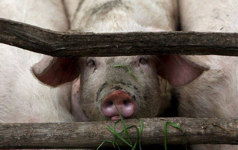 Germania confirmă primul caz de transmitere a gripei porcine