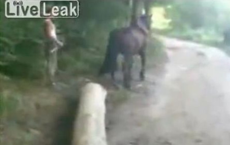 Şi caii se răzbună câteodată în România! | VIDEO