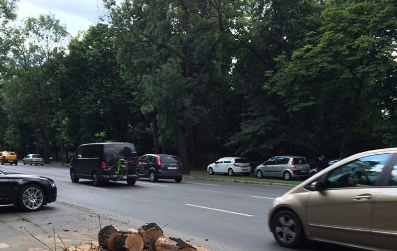 A început tăierea copacilor pe B-dul Kiseleff. Ce spune Primăria Capitalei | FOTO