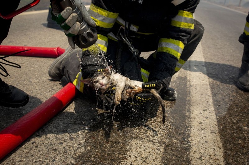 24 July 2023, Greece, Gennadi: A Romanian firefighter sprays water on a cat as a fire broke out near the village of Gennadi as forest fires rage on Rhodes and in other parts of Greece. Photo: Socrates Baltagiannis/dpa