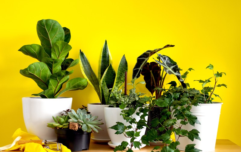 Plante de apartament potrivite pentru locuri întunecoase. Plante care nu au nevoie de lumină