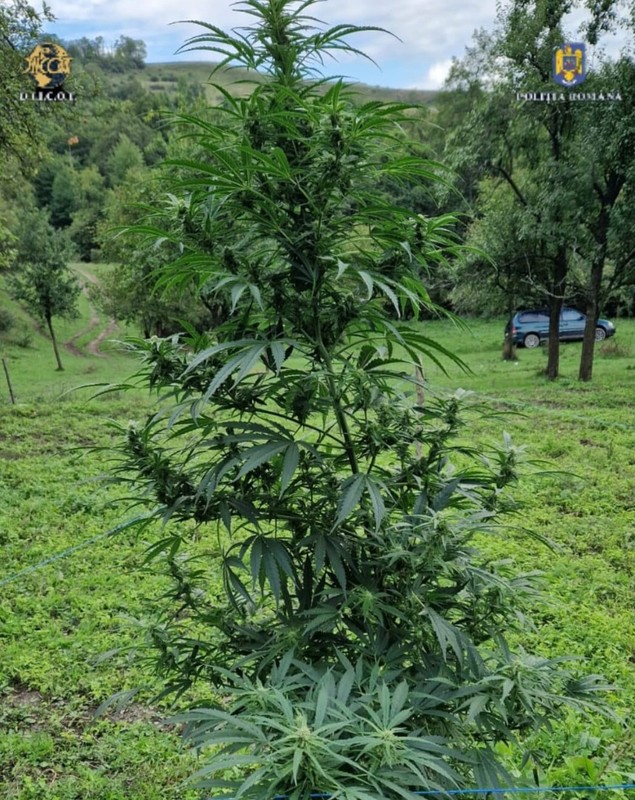 Sute de kilograme de canabis, găsite de procurorii DIICOT, în urma unor percheziţii în Caraș-Severin