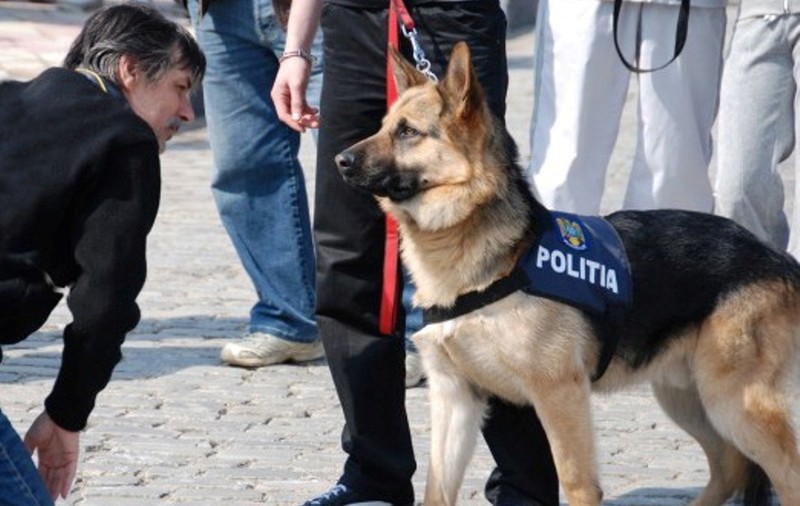Pentru că nu mai are oameni, Poliția Sălaj scoate la patrulare câinii polițiști