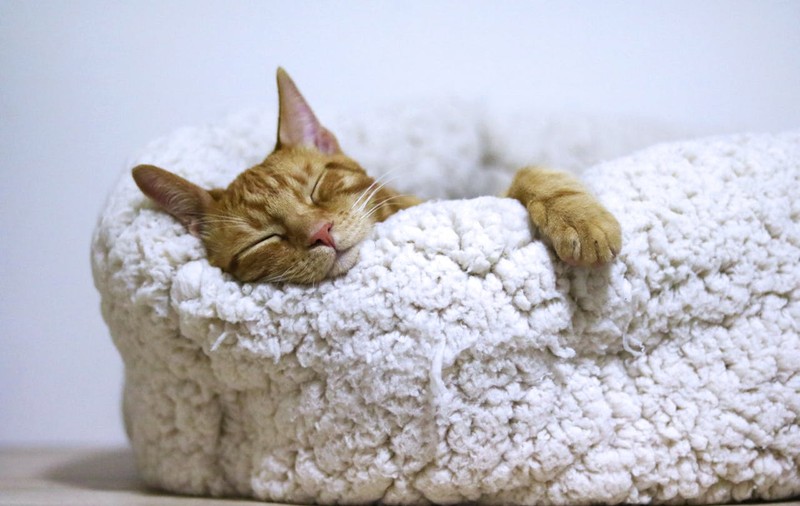 De ce contează ora la care te culci: ritmul circadian explicat simplu