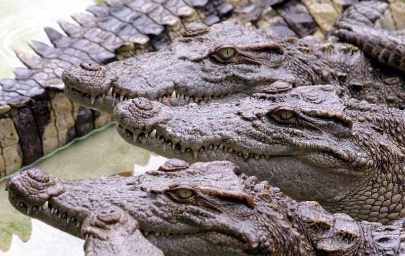 După inundaţii, Thailanda se confruntă cu un nou pericol! Crocodilii invadează oraşele