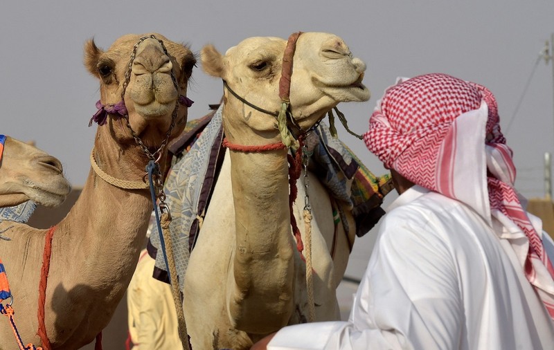 Zeci de cămile, descalificate la concursul de frumusețe din Arabia Saudită, pentru că au botox și lifting facial