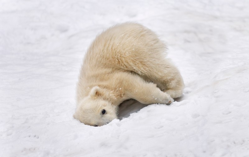 NOI SPECII DE ANIMALE PROTEJATE