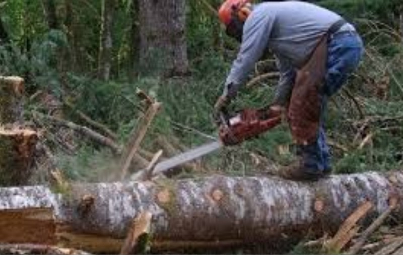 Un bărbat a murit după ce și-a secționat carotida cu drujba! Soția l-a văzut în agonie