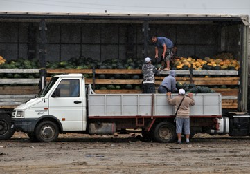 Pepenii sunt cumpărați angro din piața de Dăbuleni și vânduți apoi în piețele din toată țara la prețuri mult mai mari
