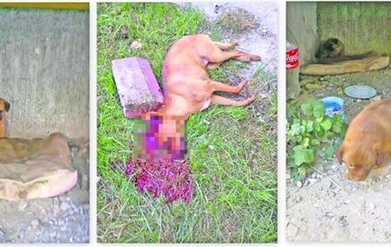 Ce monstru a putut face aşa ceva? O căţeluşă care avea doi pui a fost ucisă cu cruzime în Piatra Neamţ