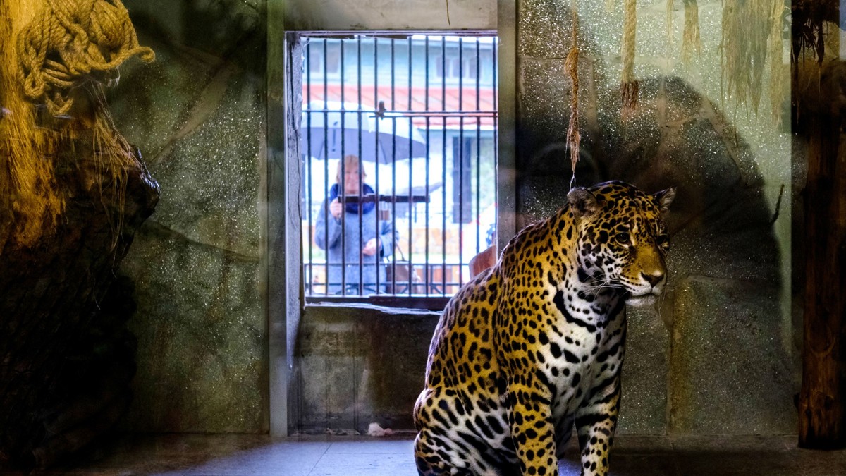 A vrut să-și facă un selfie la Grădina Zoologică, dar un jaguar i-a rupt brațul