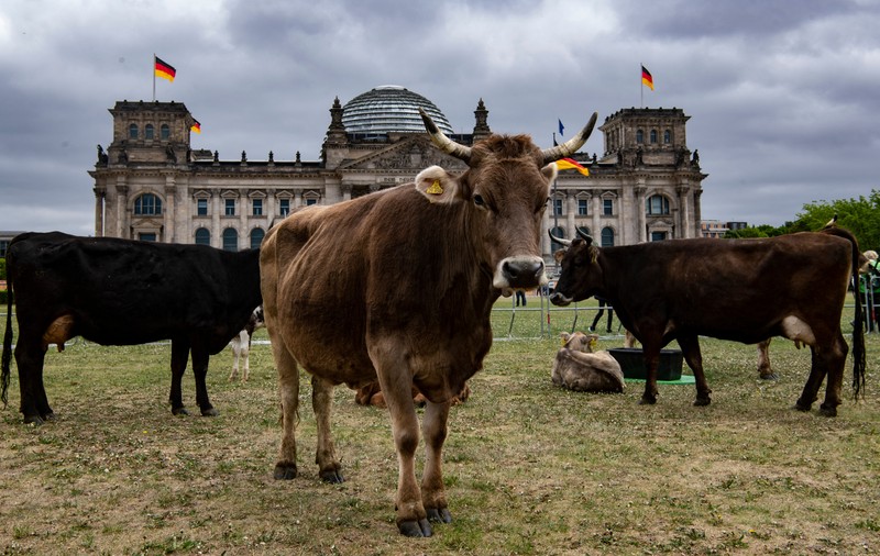 Cu vacile la păscut în fața Parlamentului din Berlin. Care e motivul protestului organizat de Greenpeace