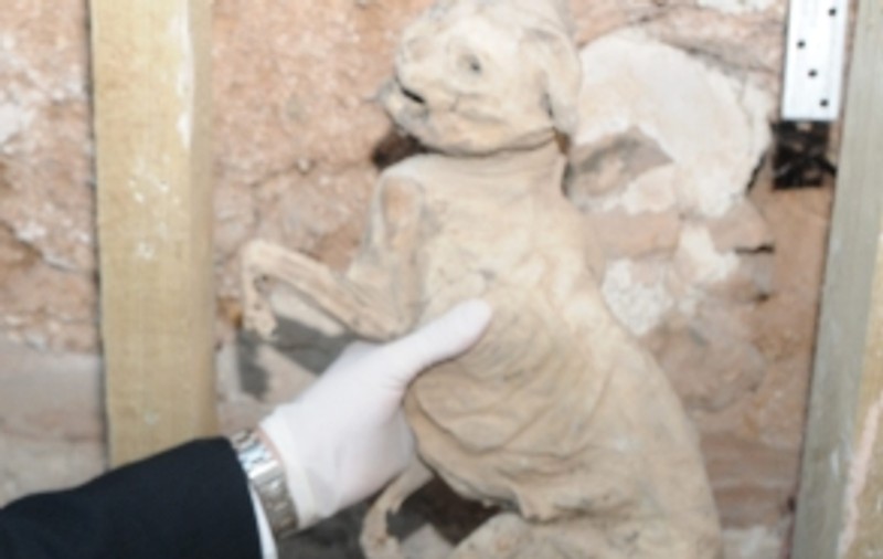 Pisică mumificată, moartă de 400 de ani, găsită în zidul unei case