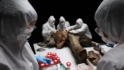 Necropsie rară a unui pui de mamut înghețat 130.000 de ani