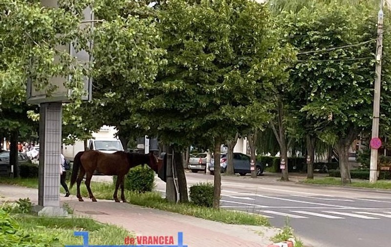 Ce amendă a primit un bărbat care și-a lăsat calul nesupravegheat în Focșani
