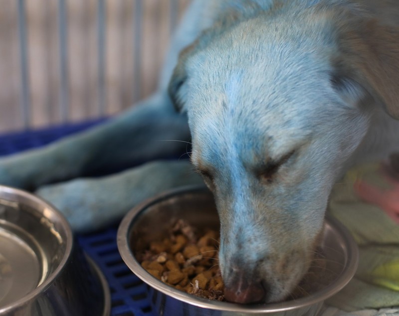 VIDEO | Misterul câinilor albaștri din Rusia încă nu a fost elucidat. Animalele, examinate de veterinari