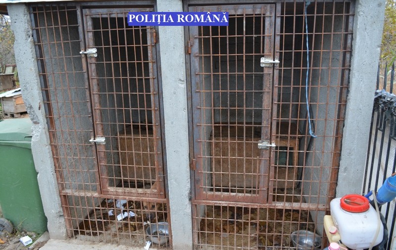 Aproape 50 de câini din rase periculoase, în curtea unui tânăr din Brăila, fără să fie în evidențe| FOTO