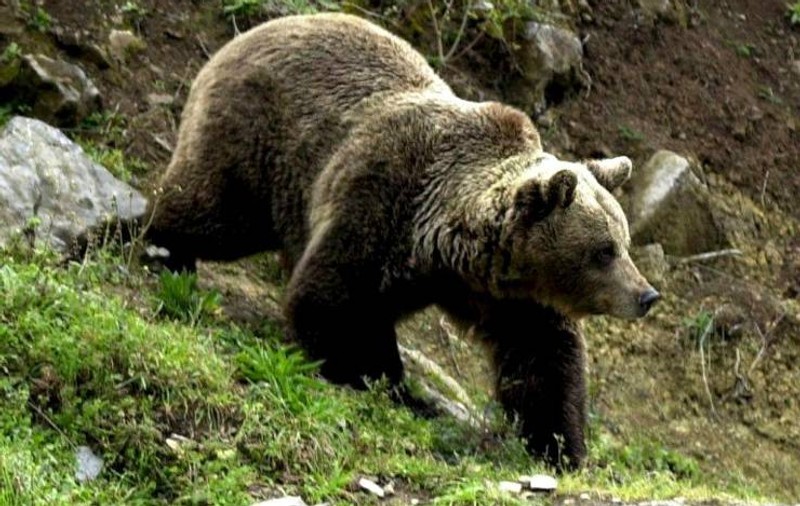 Urşii atacă din nou! Un bărbat a fost muşcat în timp ce se afla la cules de ciuperci