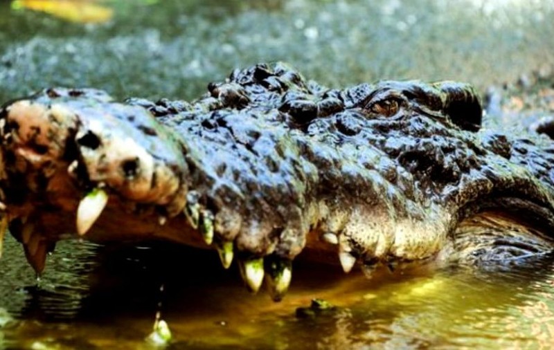 Luptă pe viață și pe moarte. Cum a reușit un bărbat să scape din maxilarele unui crocodil