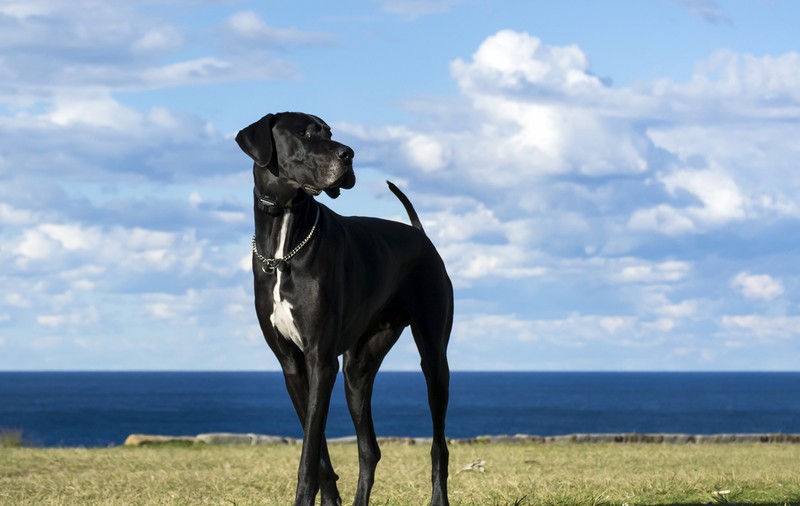 Dog german - ce temperament are câinele de rasă denumit Marele Danez