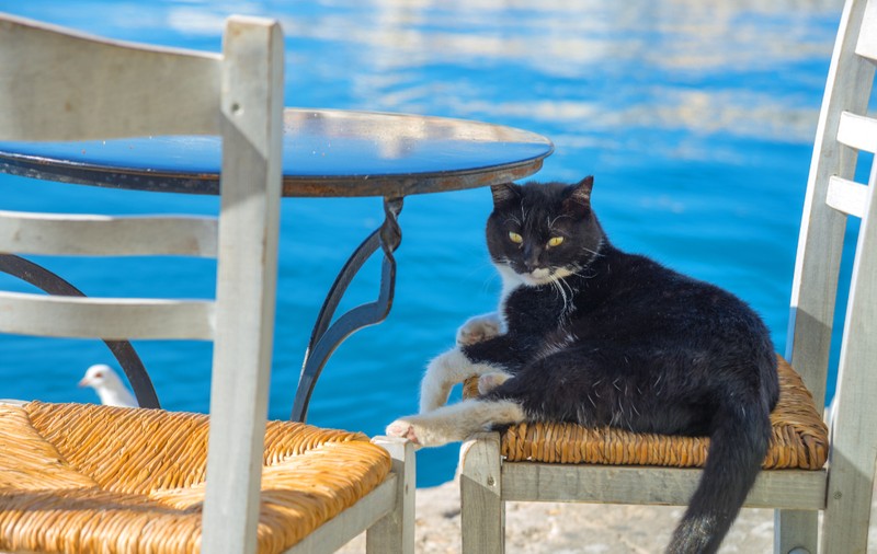 Taverna din Grecia unde nimeni nu are voie să stea la masa 6. Scaunul este rezervat exclusiv unei pisici