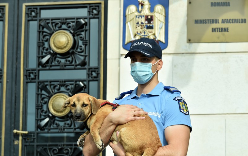 Poliţia Animalelor a împlinit un an. Peste o mie de animale salvate, zeci de dosare penale și 15 persoane arestate