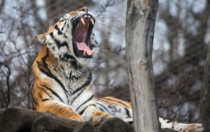 O îngrijitoare de la grădina zoologică din Zurich a fost ucisă de un tigru siberian