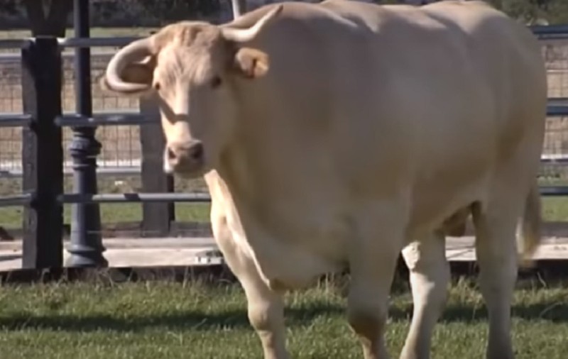 VIDEO | Cel mai mare taur din lume cântărește peste două tone. Animalul consumă zilnic 50 de kilograme de hrană