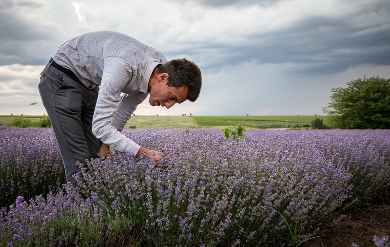 Tânărul agronom în al cărui lan de lavandă din Teleorman își fac poze toți orășenii: „Mă bucur că vine lumea, nu mă supăr dacă oamenii rup flori, să-şi ia cu ei”