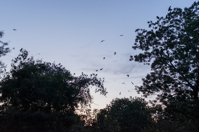 Arborii bătrâni au început să se usuce din cauza acidității găinațului de cioară, iar mobilierul se deteriorează. Foto: Ion Mateș