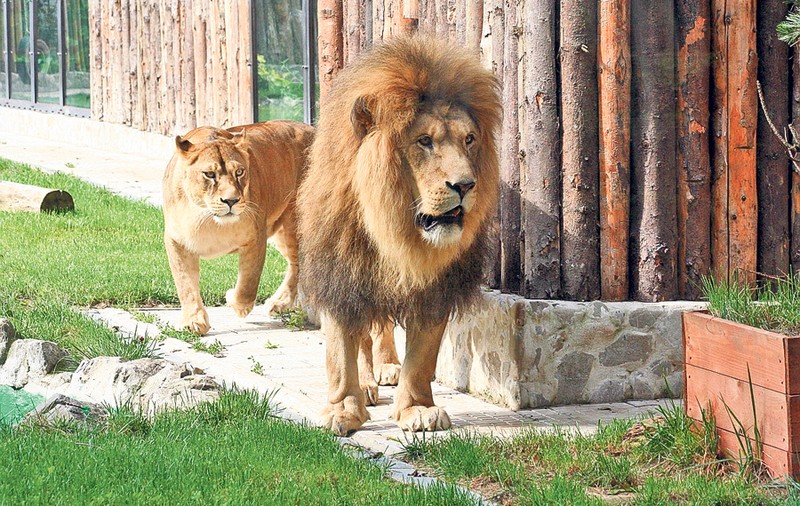 Zoo Băneasa se va extinde